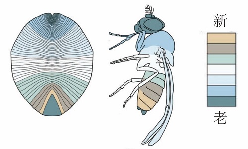 狄更逊虫与后生动物体节增长方式的对比(Dunn et al., 2016)