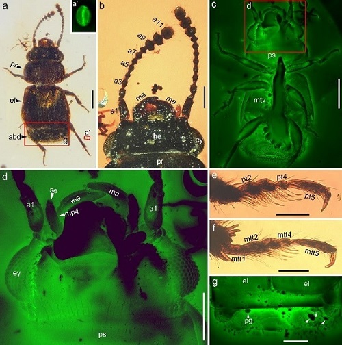白垩纪中期缅甸琥珀中发现的新生粉花甲(Pelretes vivificus)及其传粉相关的适应性特征(绿色为激光共聚焦图)