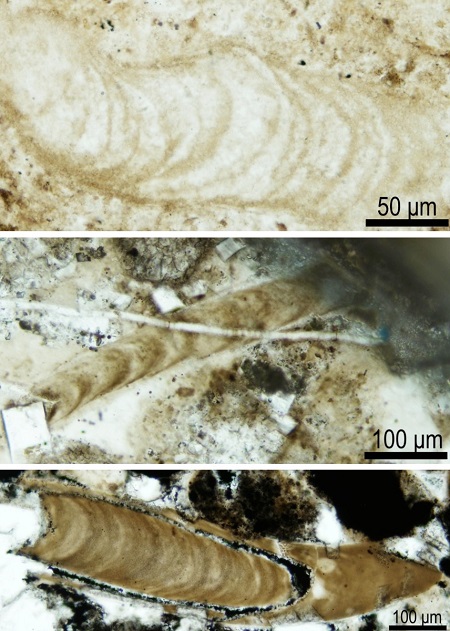 图2 陡山沱组管状化石Polybessurus(Ouyang et al., 2021)
