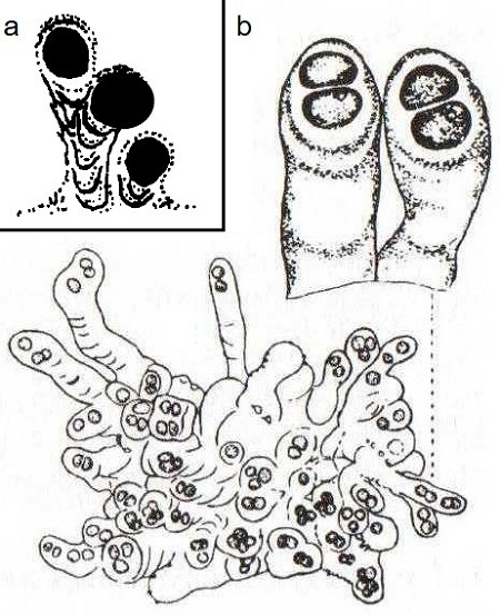 图3 现代Cyanostylon sp.(a, Golubic, 1976)和Cyanostylon属的模式种C. microcystoides(b, Komárek andAnagnostidis, 2008)