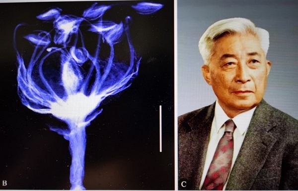 丁氏花与丁石孙先生。左图是丁氏花在微CT中的图像,右图是前北京大学校长、著名数学家丁石孙先生