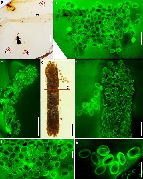 缅甸琥珀中与新生粉花甲保存在一起的三沟型花粉簇以及两枚由同样花粉组成的甲虫粪便化石(绿色为激光共聚焦图)